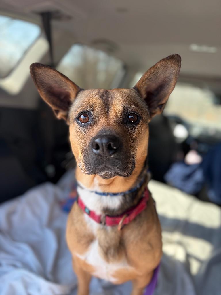 Enlarge Juno, a Adoptable mixed breed in Pomona, NY image 6/6