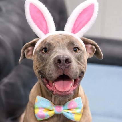 Tiger, a Adoptable mixed breed in Palm Harbor, FL image 1/6