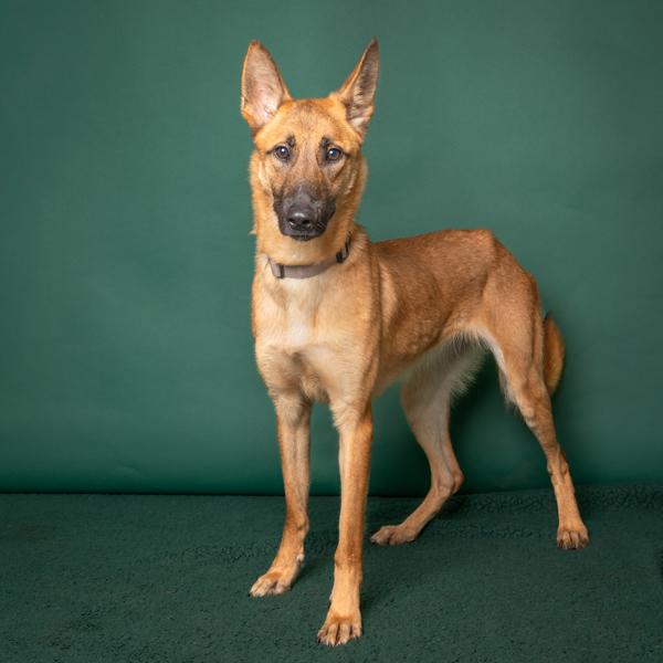 Jupiter, Adoptable, Young Female Belgian Shepherd / Malinois.