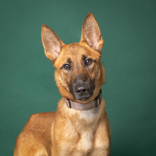 Enlarge Jupiter, a Adoptable mixed breed in Salem, OR image 2/3