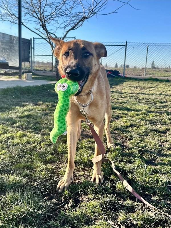 Enlarge Jupiter, a Adoptable mixed breed in Salem, OR image 3/3