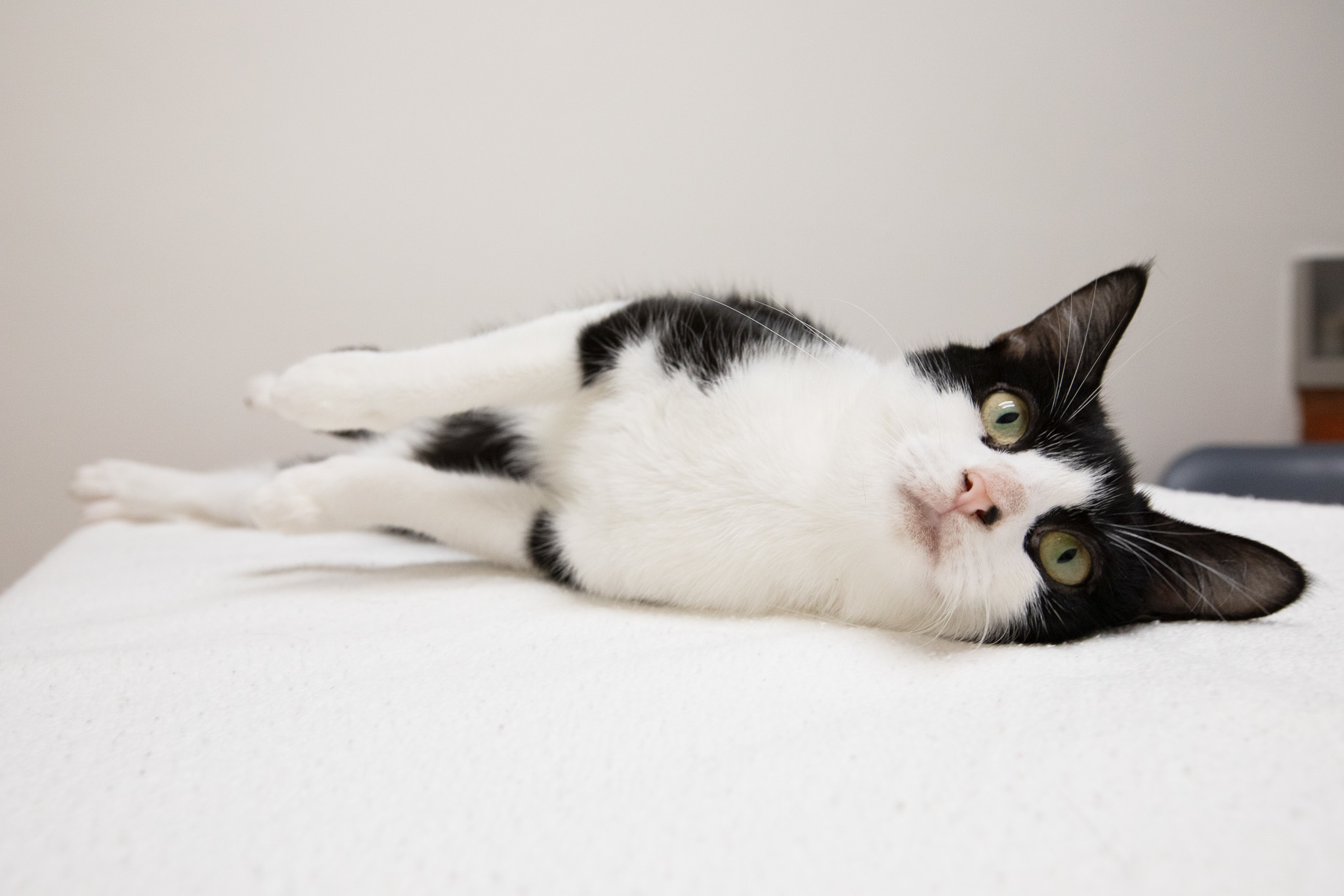 Enlarge Robin, a Adoptable mixed breed in Montclair, NJ image 1/6