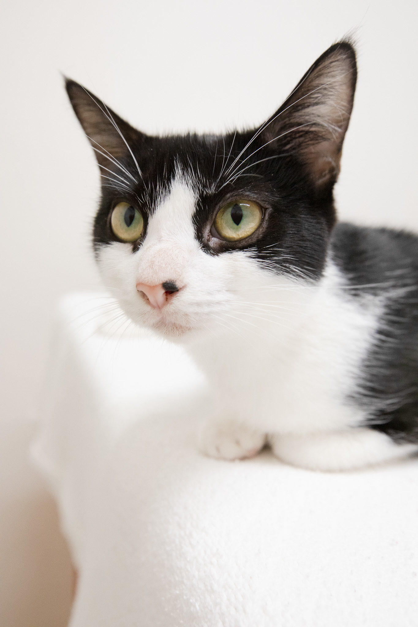 Enlarge Robin, a Adoptable mixed breed in Montclair, NJ image 2/6