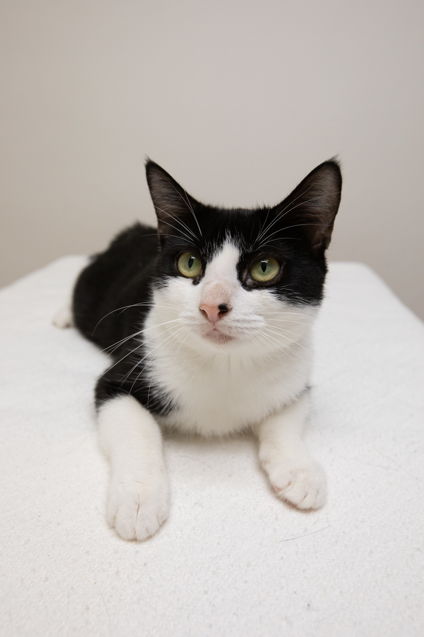Robin, Young Female Domestic Short Hair