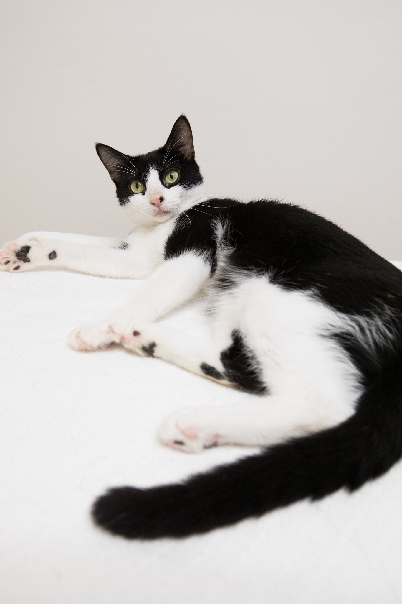 Enlarge Robin, a Adoptable mixed breed in Montclair, NJ image 5/6