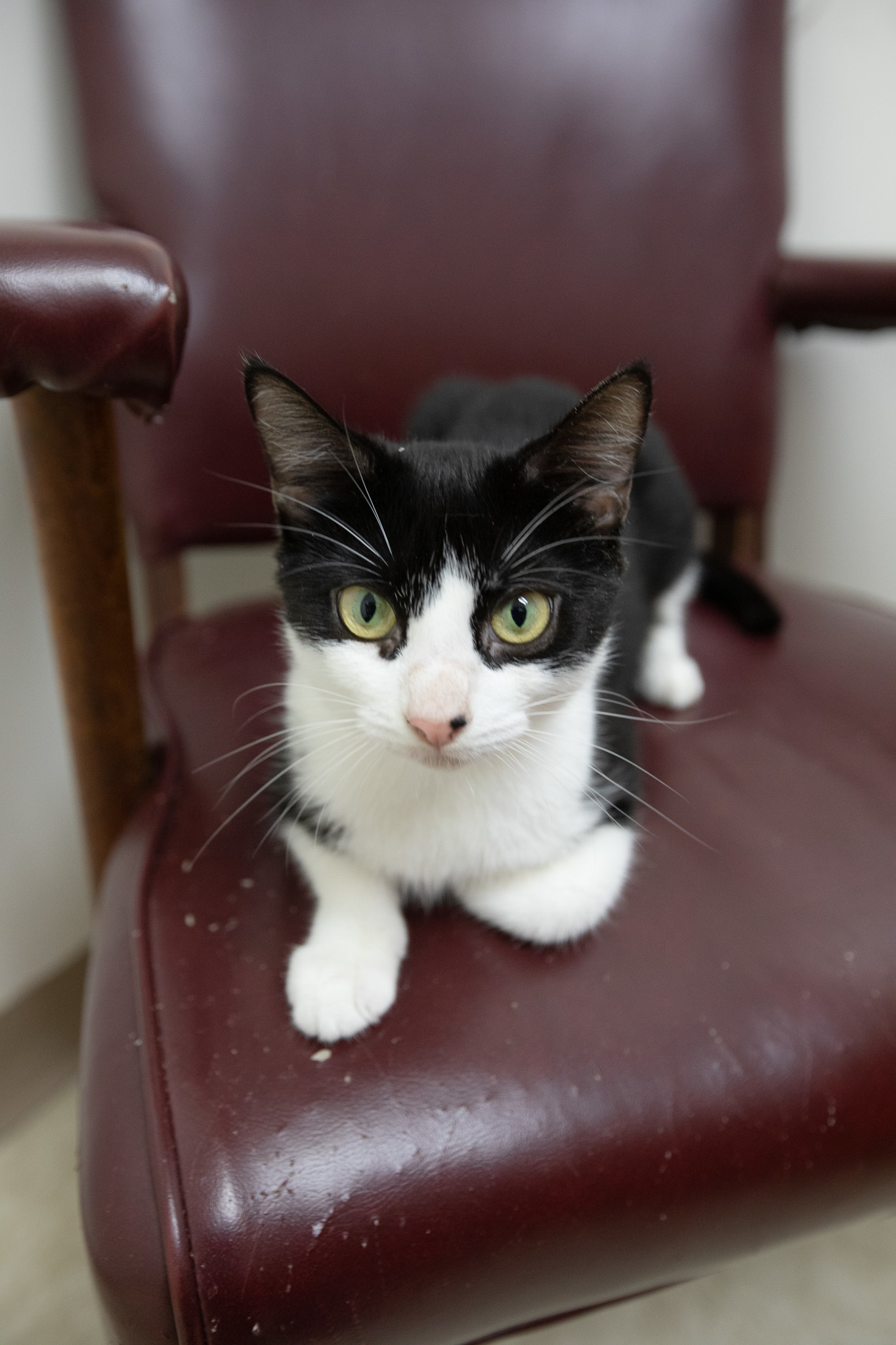 Enlarge Robin, a Adoptable mixed breed in Montclair, NJ image 6/6