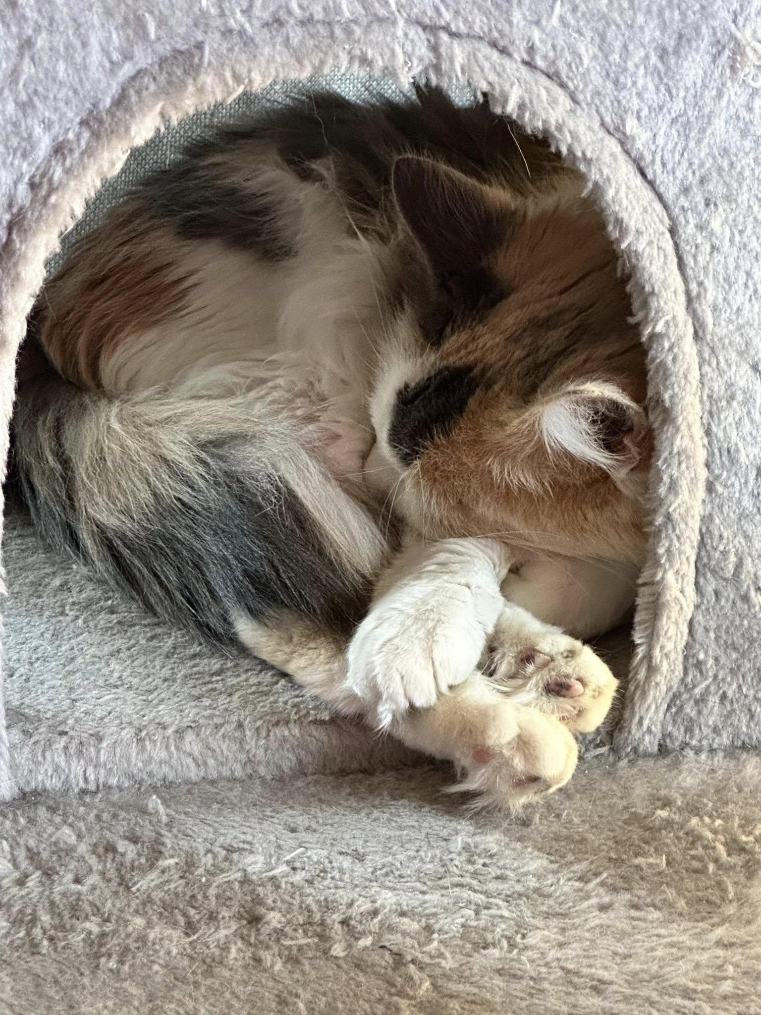 Enlarge Holly, an adopted Domestic Long Hair in North Platte, NE image 4/5