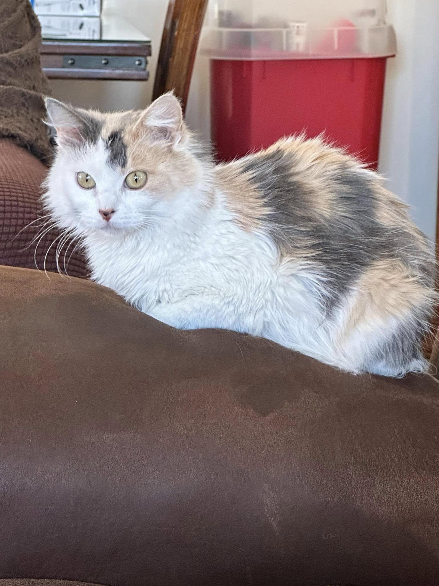 Enlarge Holly, an adopted Domestic Long Hair in North Platte, NE image 1/5