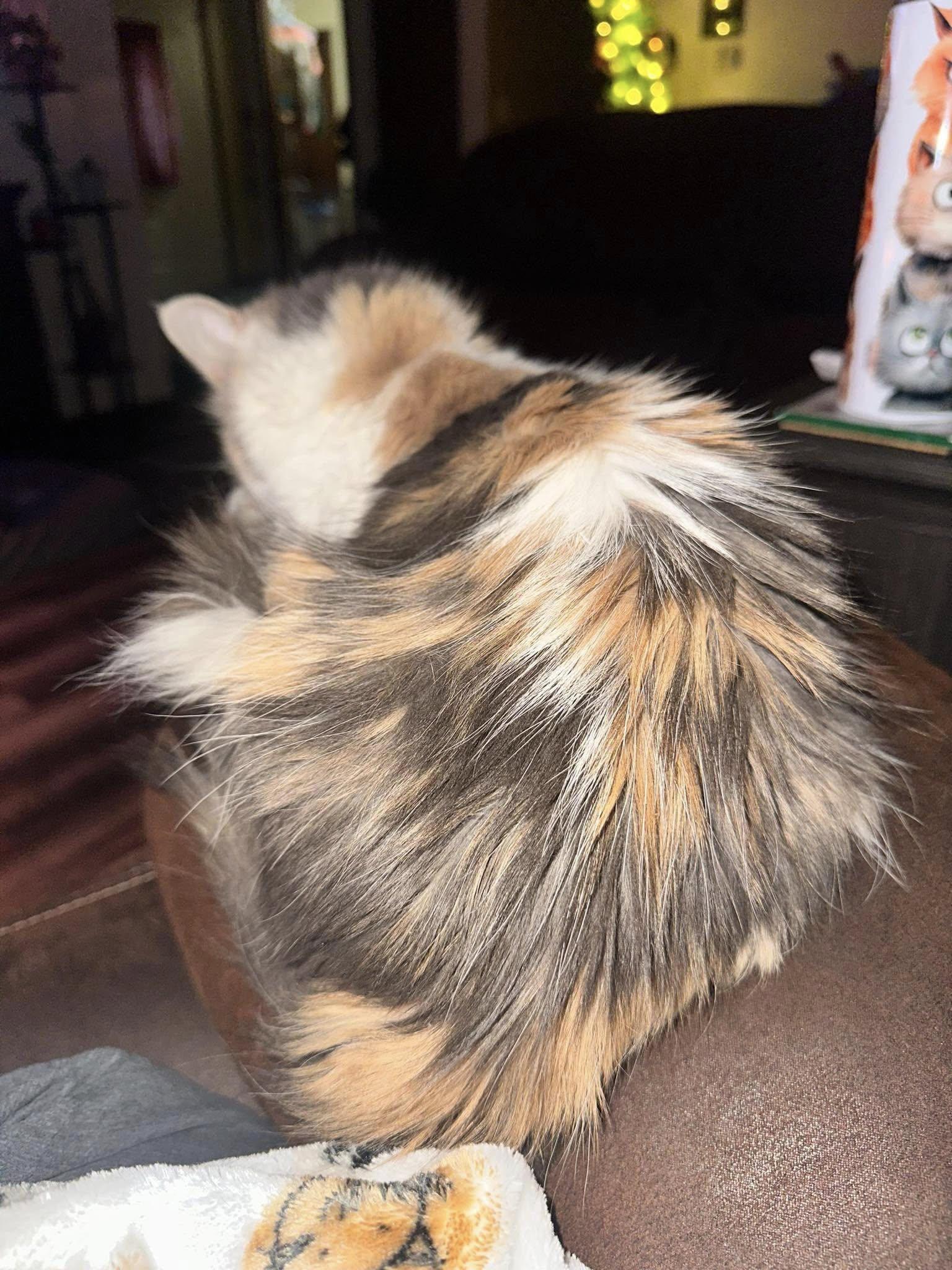 Enlarge Holly, an adopted Domestic Long Hair in North Platte, NE image 2/5