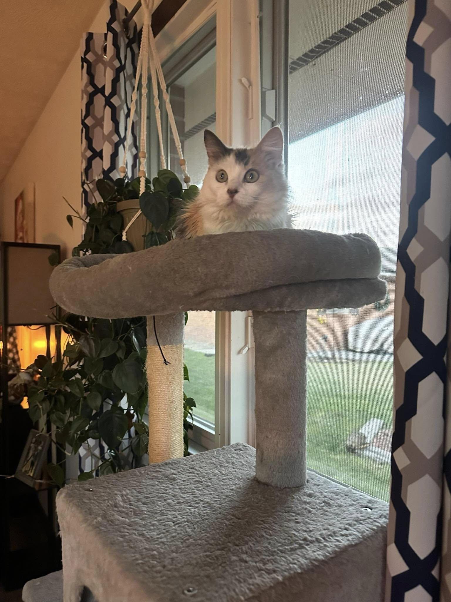 Enlarge Holly, an adopted Domestic Long Hair in North Platte, NE image 5/5