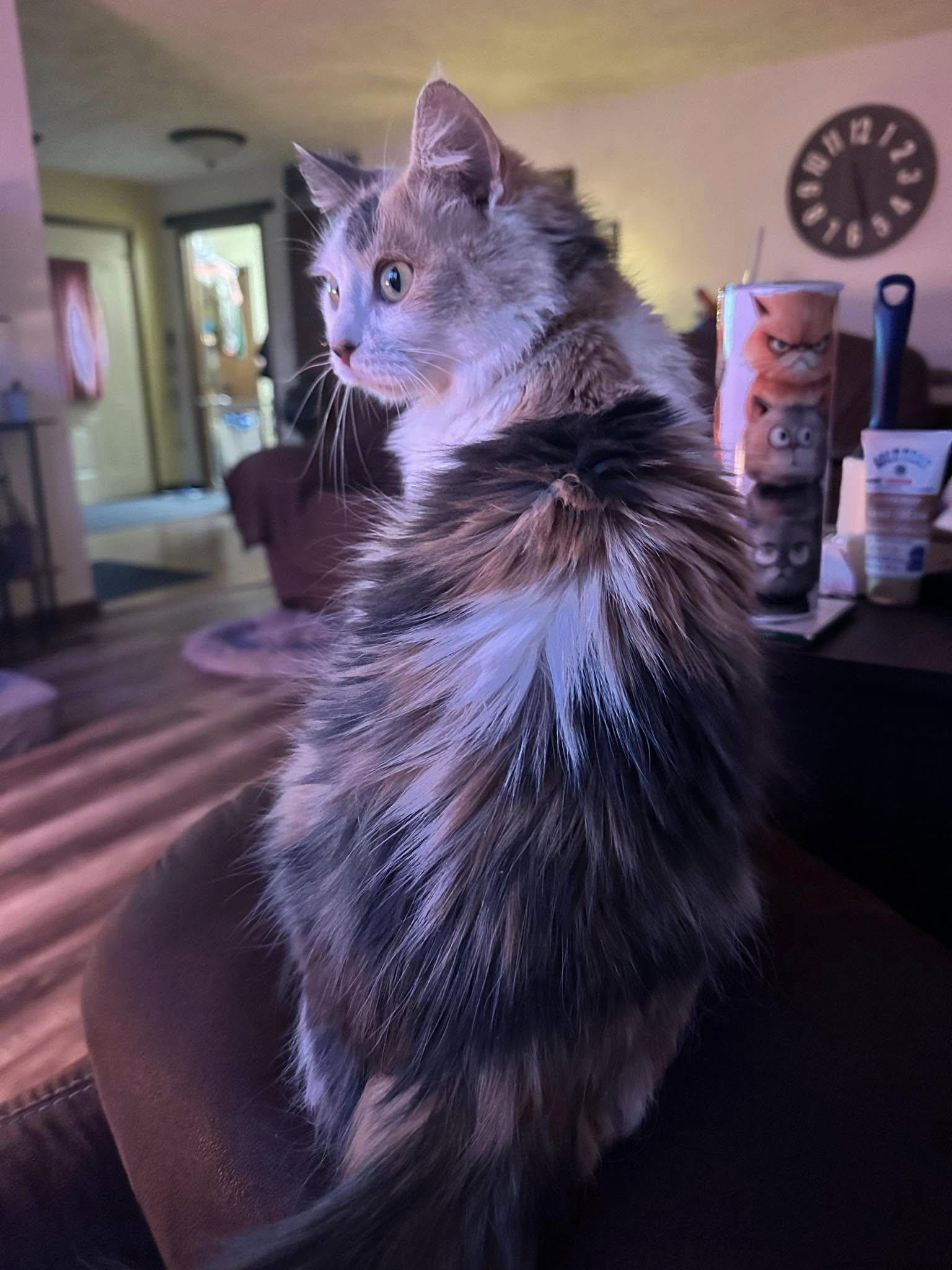 Enlarge Holly, an adopted Domestic Long Hair in North Platte, NE image 3/5