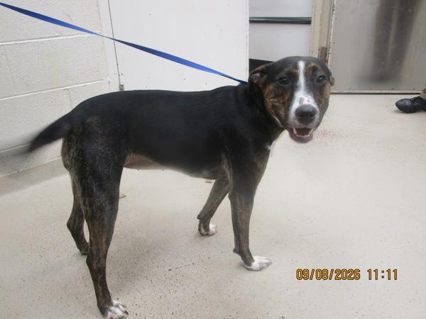 Enlarge Marie (833), a Adoptable mixed breed in Marietta, GA image 1/1