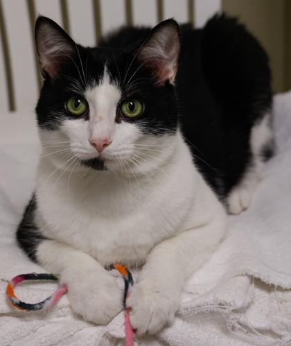 Enlarge Waffles, a Adoptable mixed breed in Baraboo, WI image 1/3