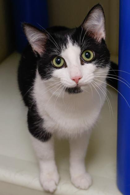 Enlarge Waffles, a Adoptable mixed breed in Baraboo, WI image 2/3
