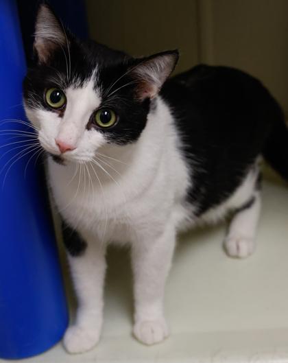 Enlarge Waffles, a Adoptable mixed breed in Baraboo, WI image 3/3