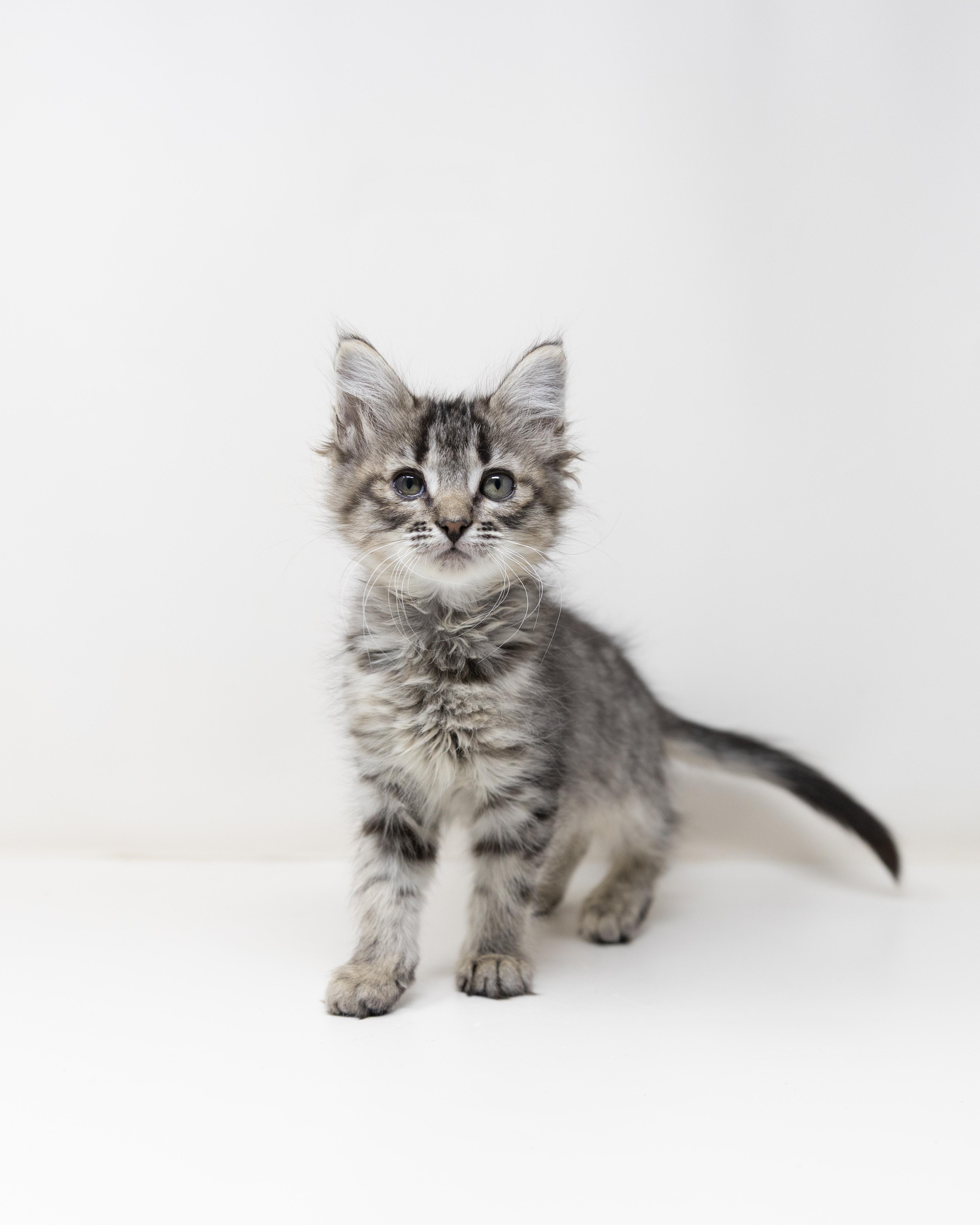 Mrs. Peacock, an adopted Maine Coon in Trophy Club, TX image 5/6