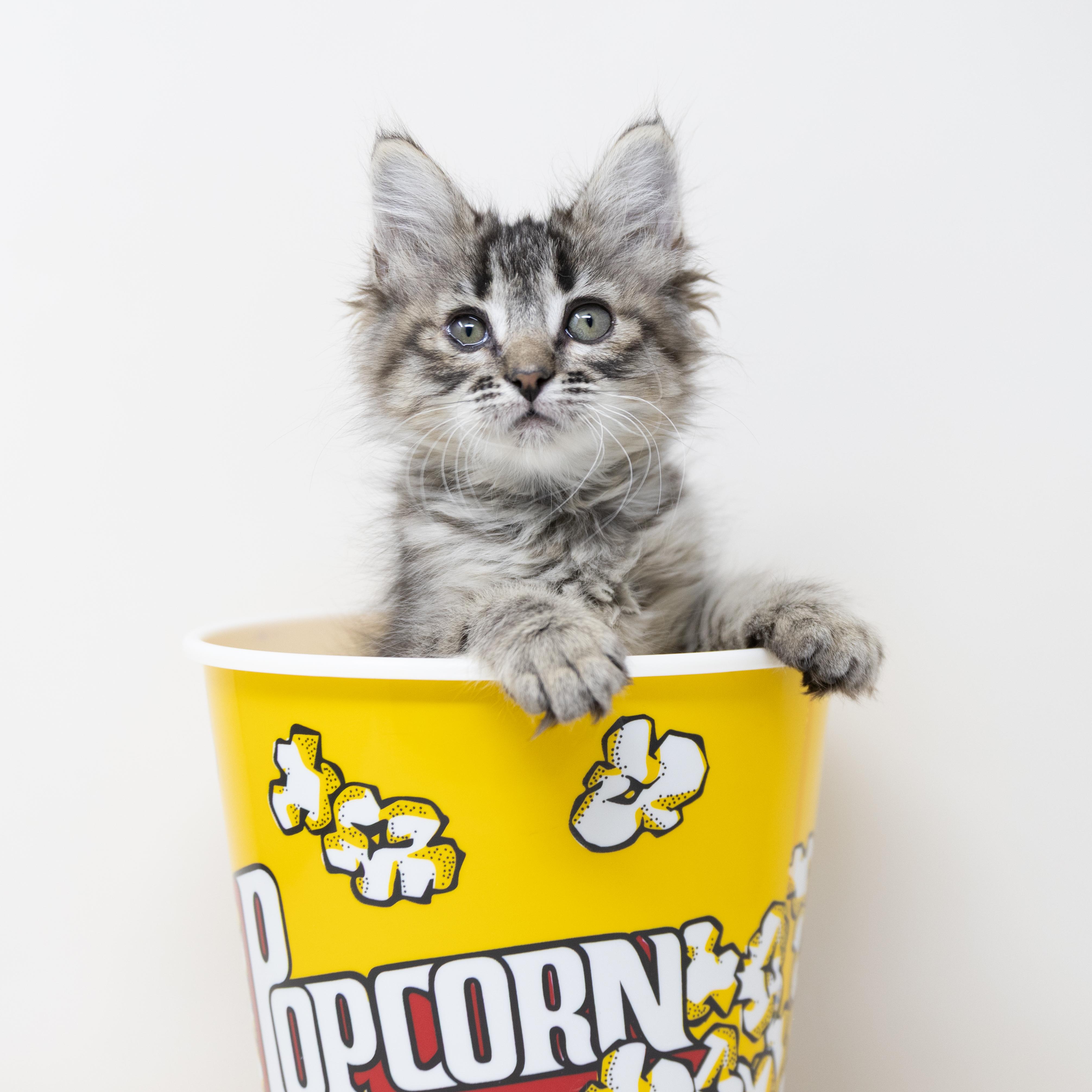 Mrs. Peacock, an adopted Maine Coon in Trophy Club, TX image 2/6