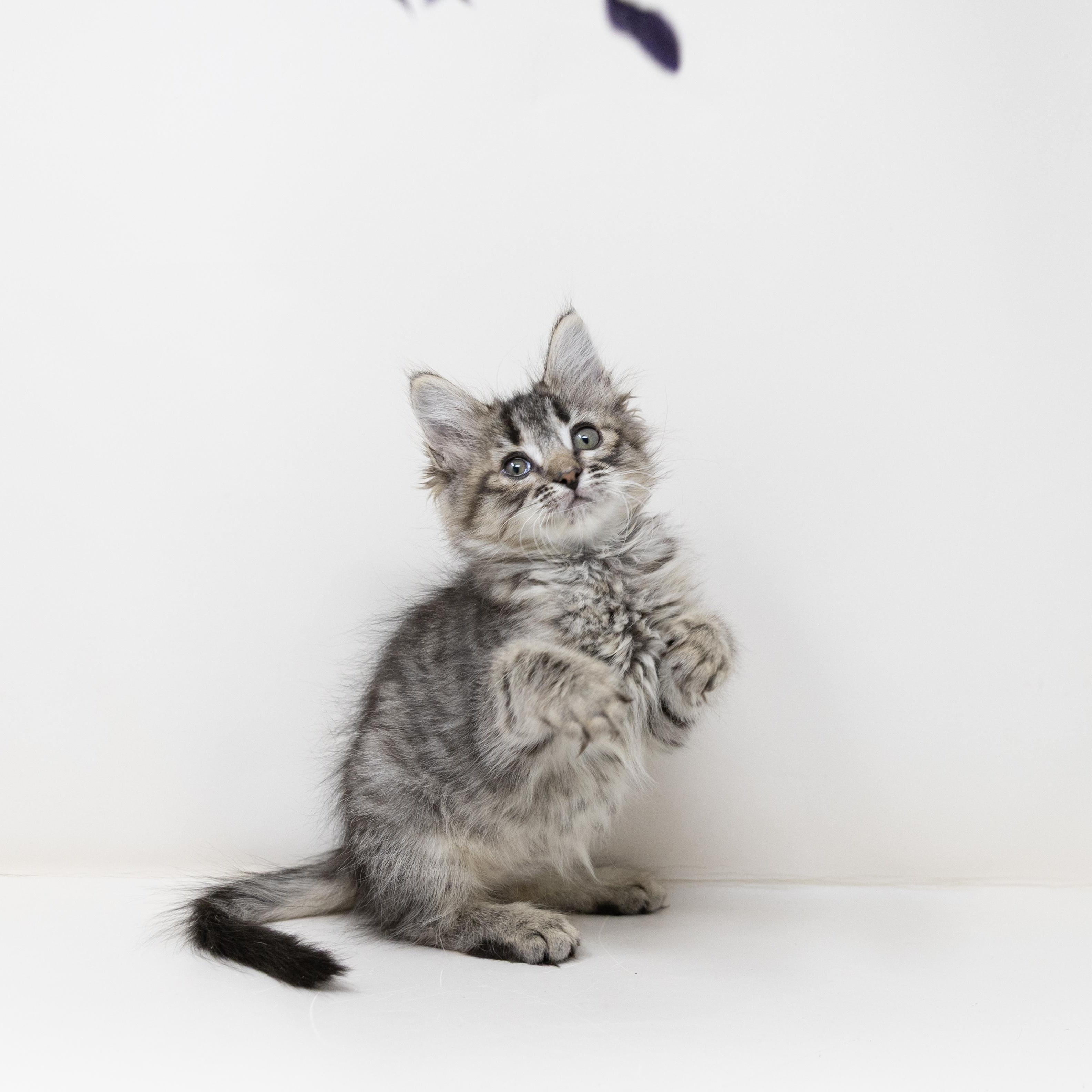 Mrs. Peacock, an adopted Maine Coon in Trophy Club, TX image 4/6