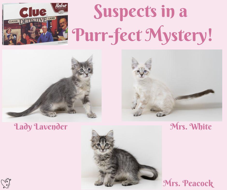 Mrs. Peacock, an adopted Maine Coon in Trophy Club, TX image 3/6