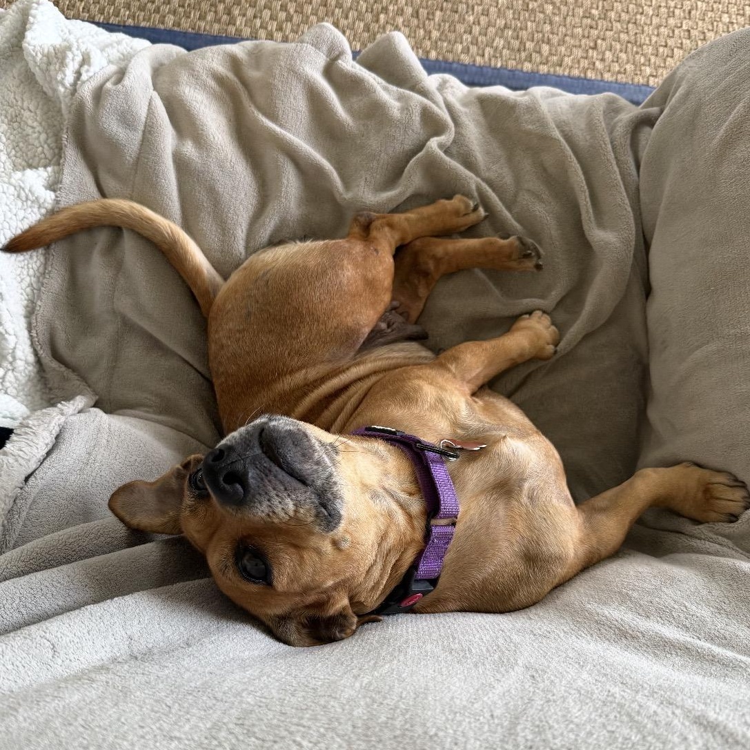 Tilly, an adopted mixed breed in Key Largo, FL image 2/5