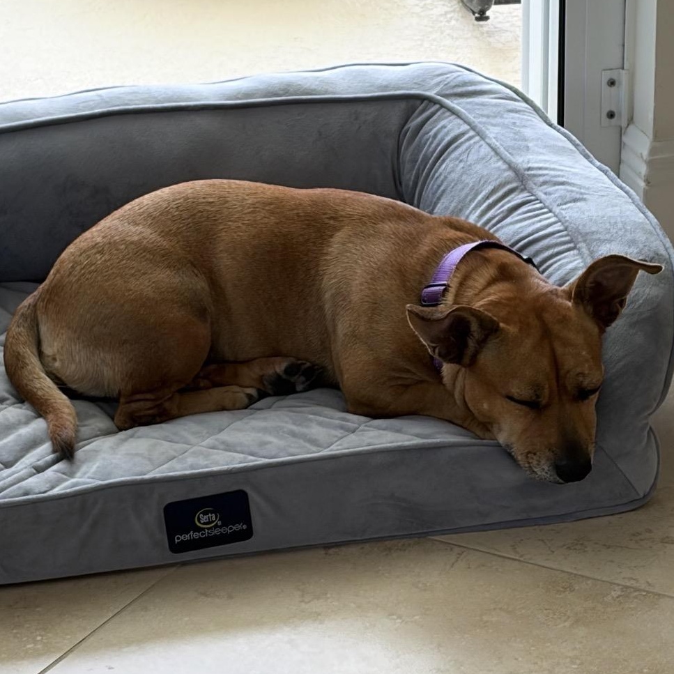 Tilly, an adopted mixed breed in Key Largo, FL image 5/5