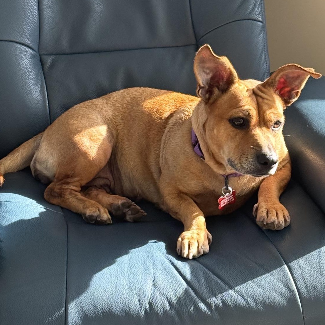 Tilly, an adopted mixed breed in Key Largo, FL image 3/5