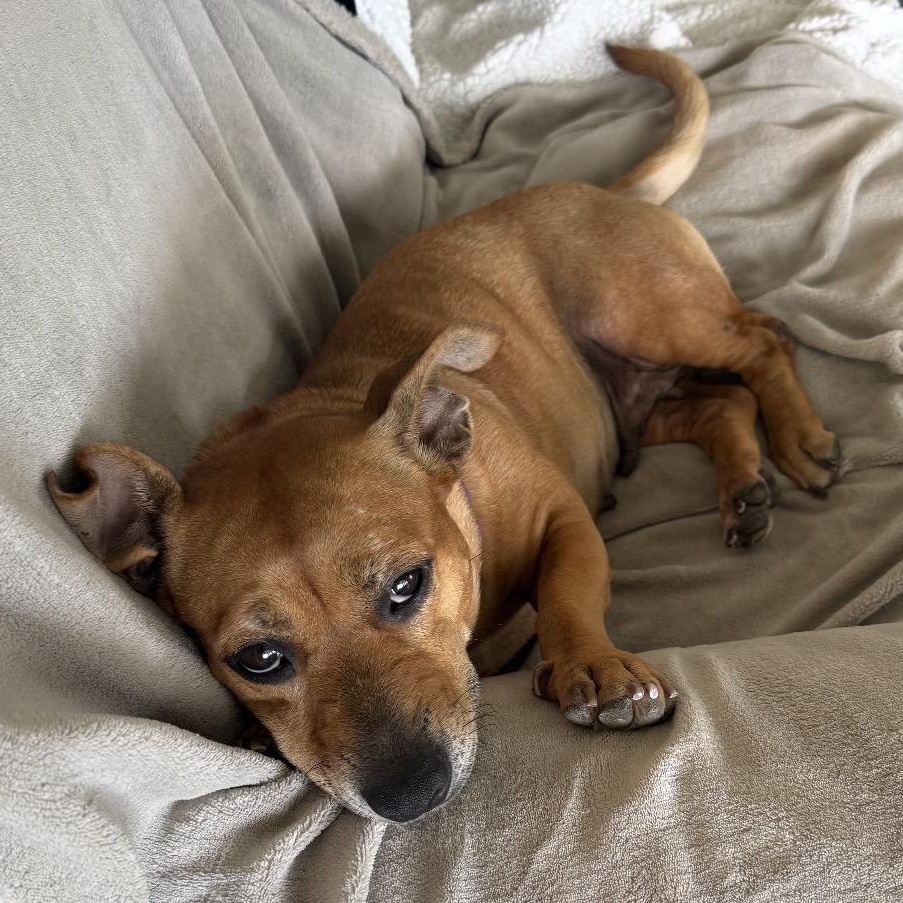 Tilly, an adopted mixed breed in Key Largo, FL image 4/5