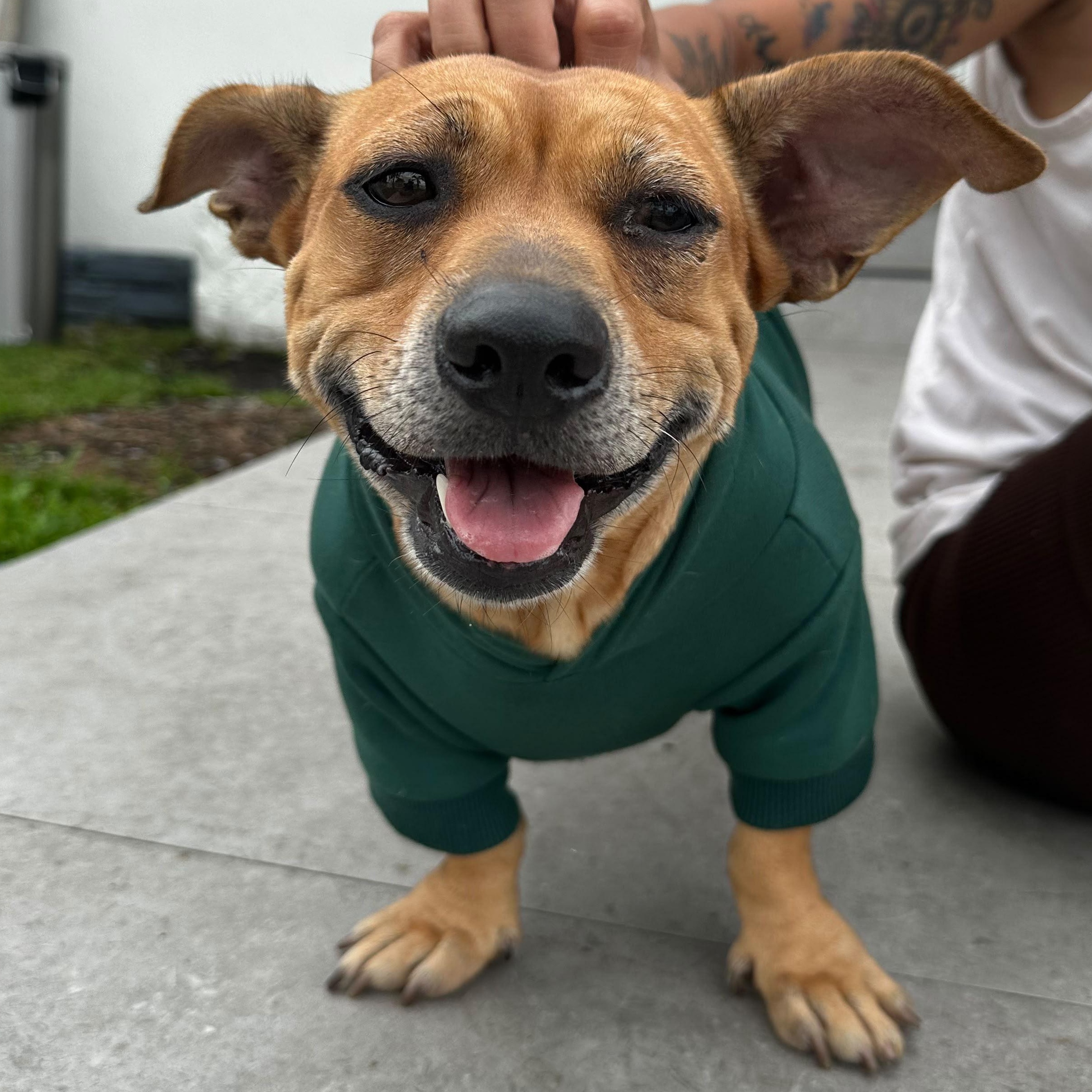 Tilly, an adopted mixed breed in Key Largo, FL image 1/5