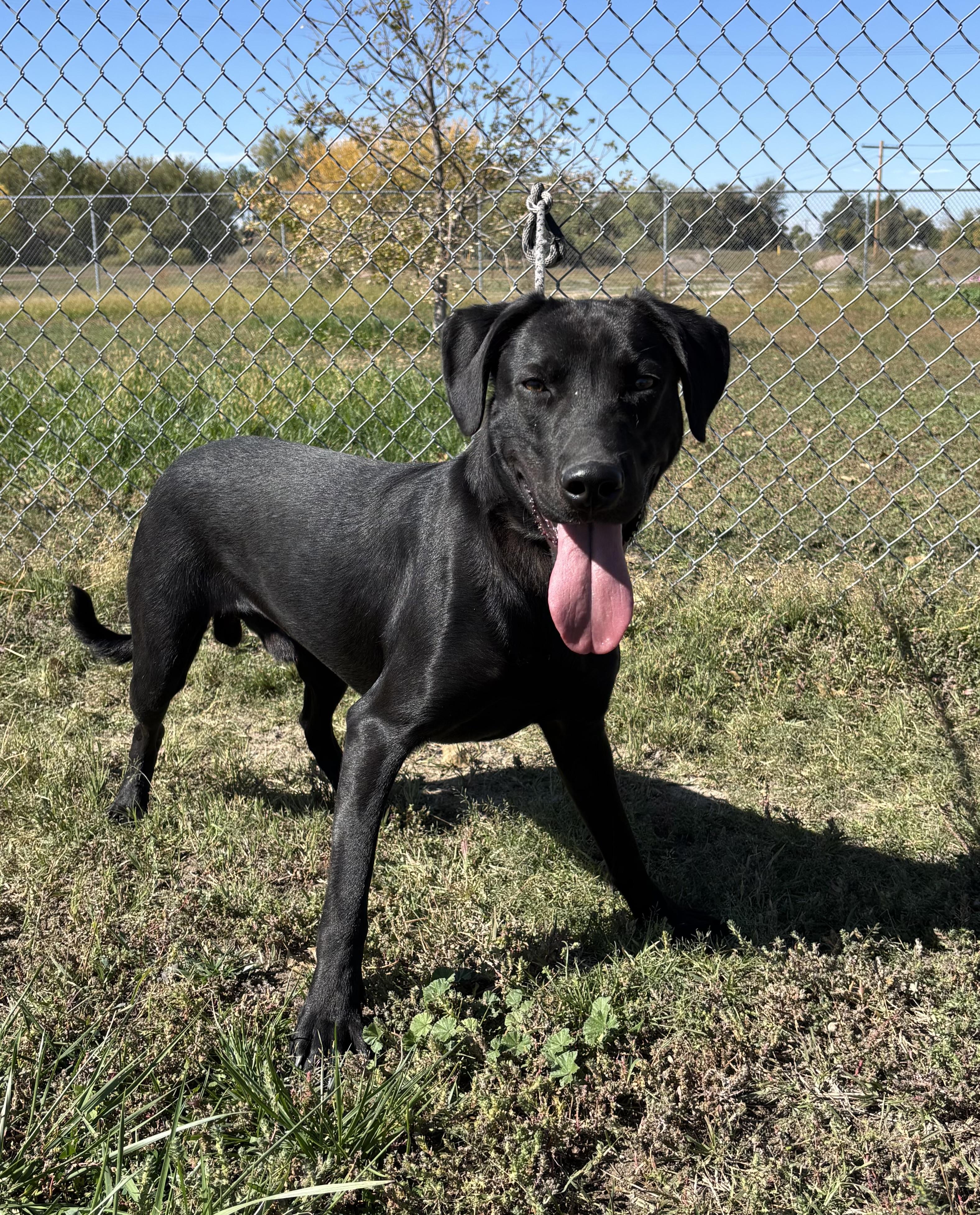 Roopert, Adoptable, Adult Male Labrador Retriever.