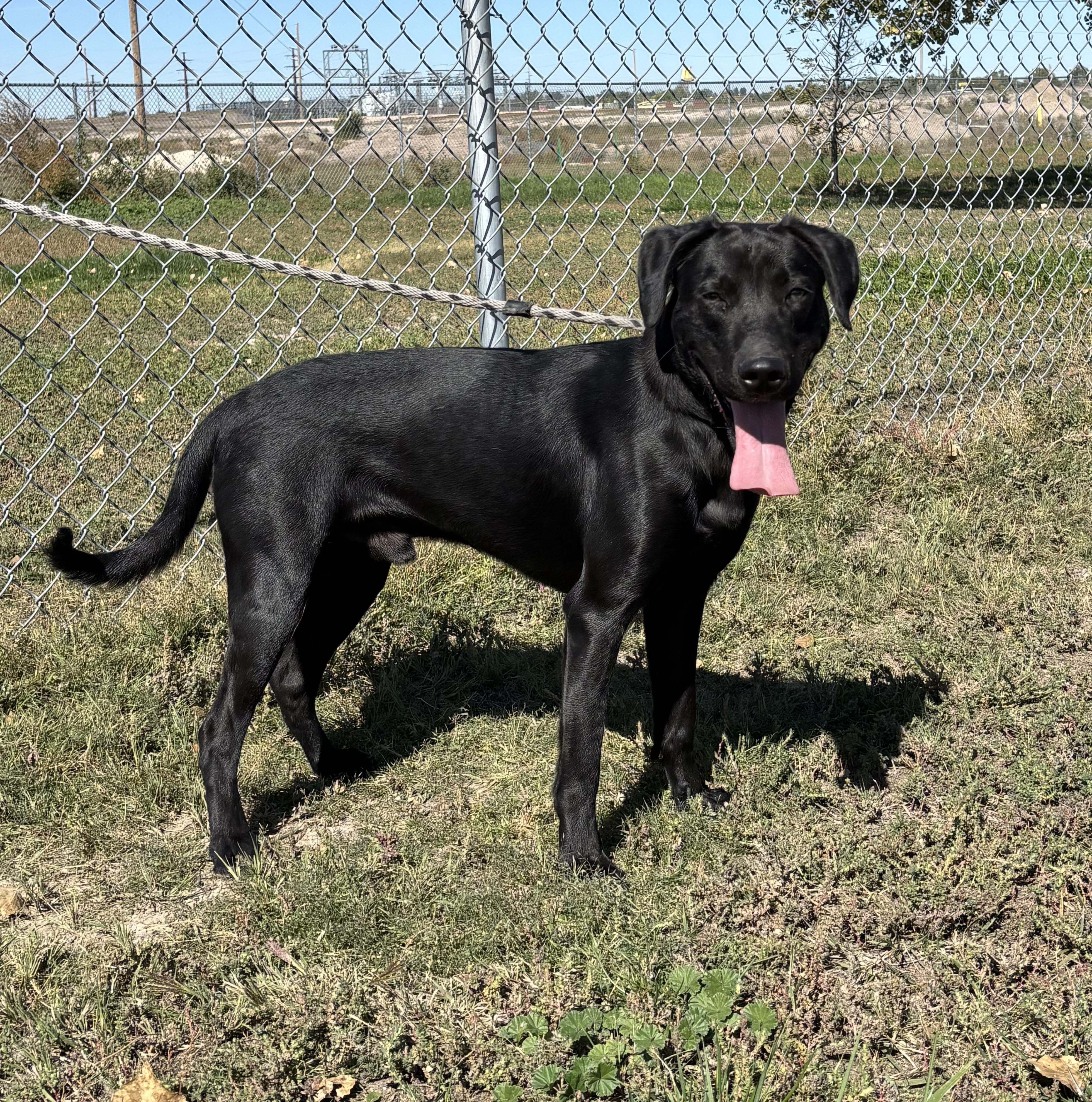 Enlarge Roopert, a Adoptable mixed breed in Torrington, WY image 2/2