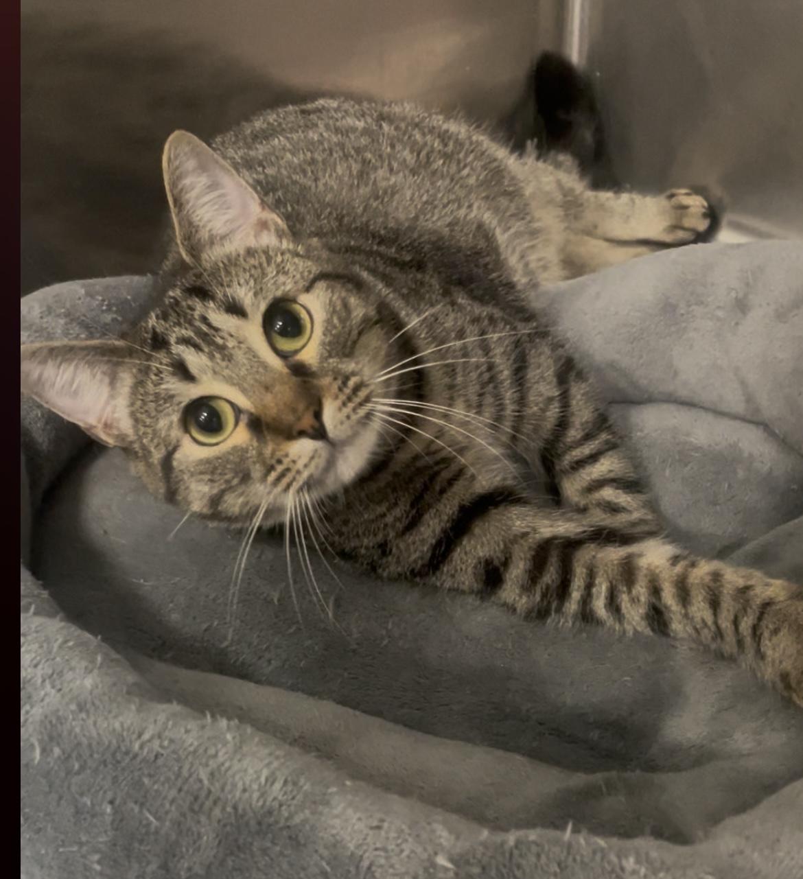 Enlarge Waverly, a ADOPTABLE Domestic Short Hair in Baton Rouge, LA image 2/3