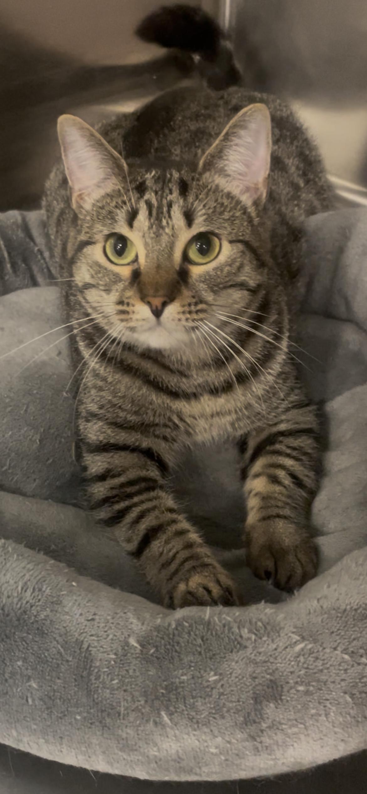 Waverly, ADOPTABLE, Young Female Domestic Short Hair.