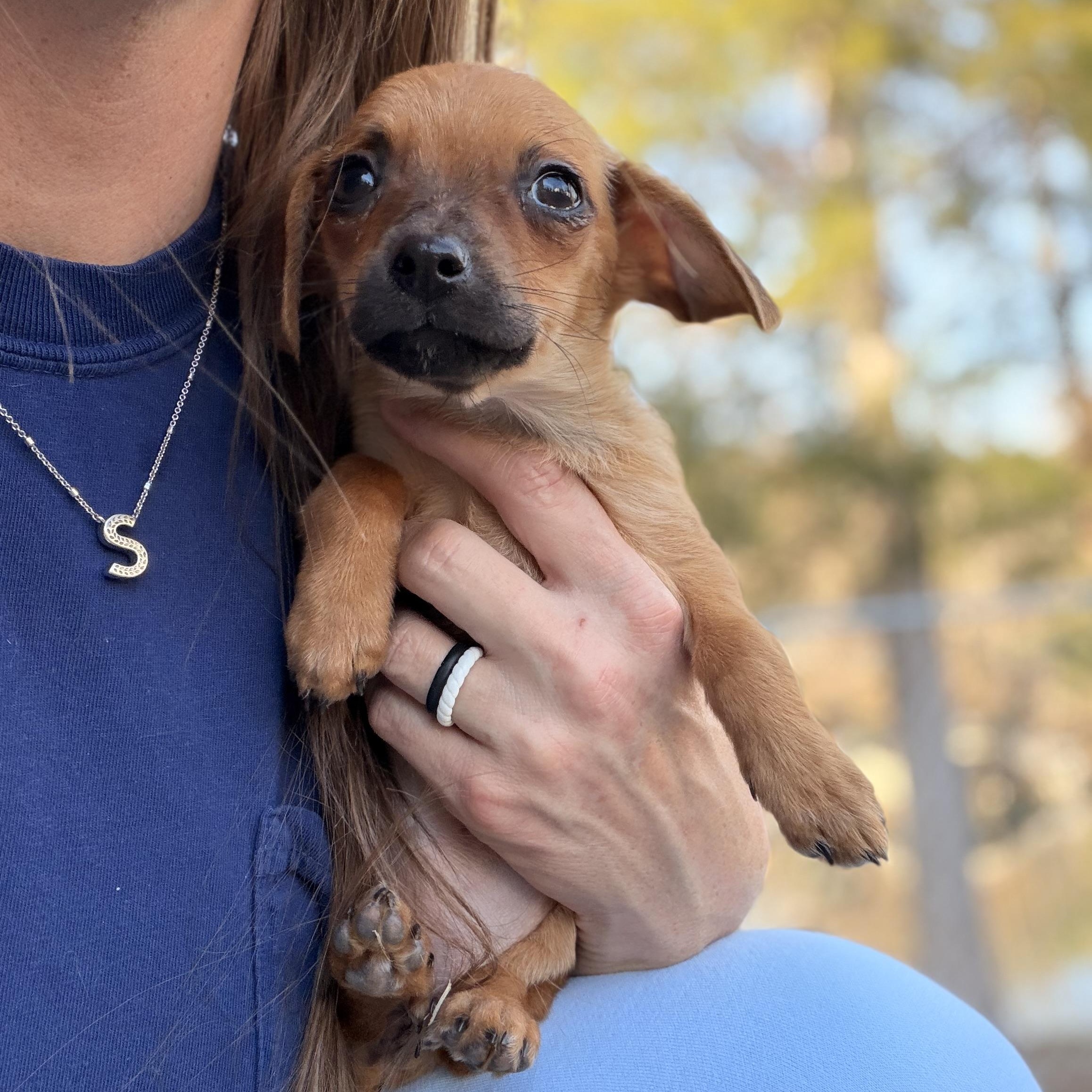 Enlarge Honey, a hold Chihuahua in Roanoke, VA image 4/6