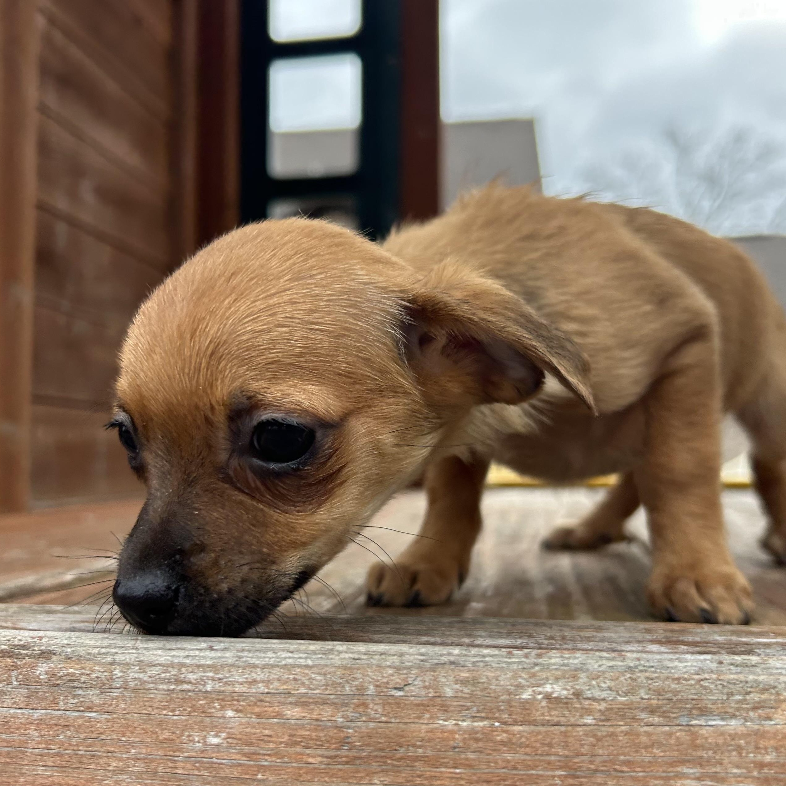 Enlarge Honey, a hold Chihuahua in Roanoke, VA image 5/6