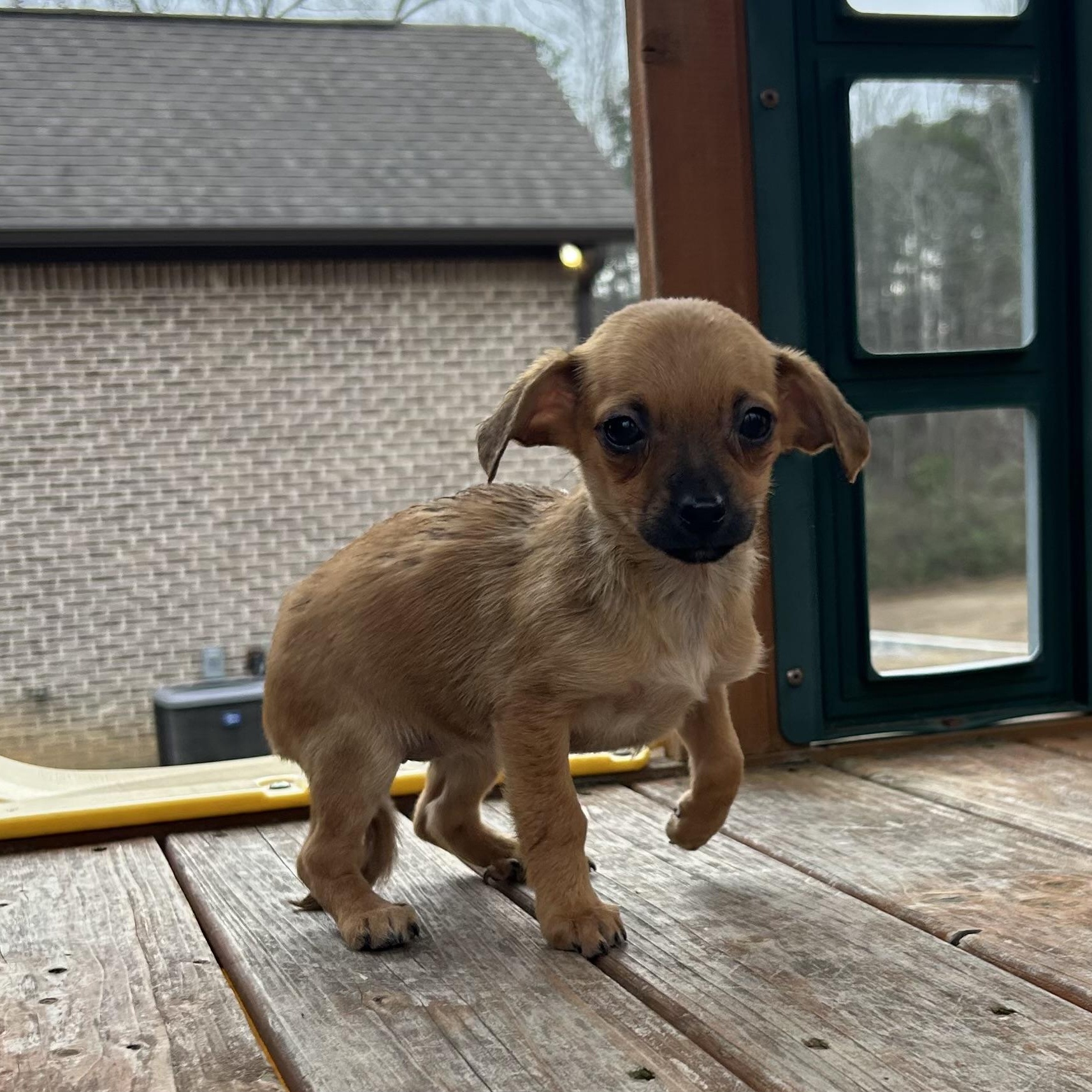 Enlarge Honey, a hold Chihuahua in Roanoke, VA image 6/6