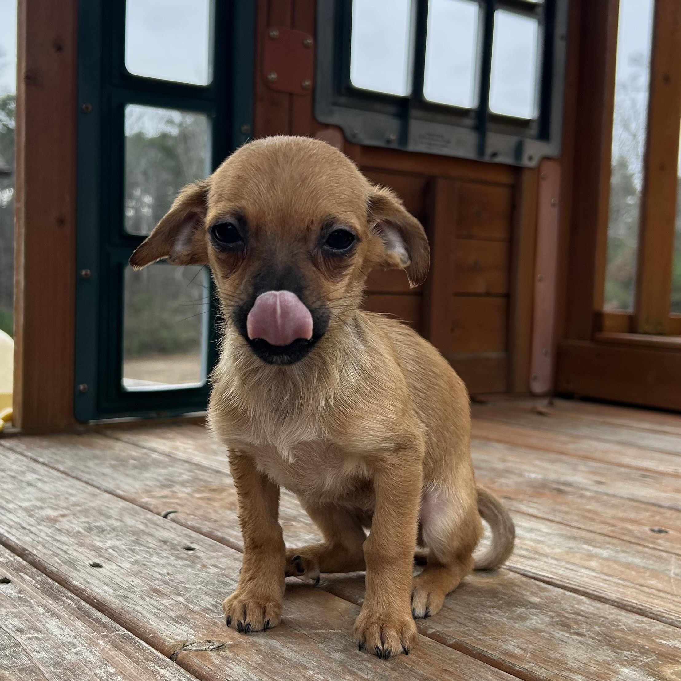Enlarge Honey, a hold Chihuahua in Roanoke, VA image 1/6