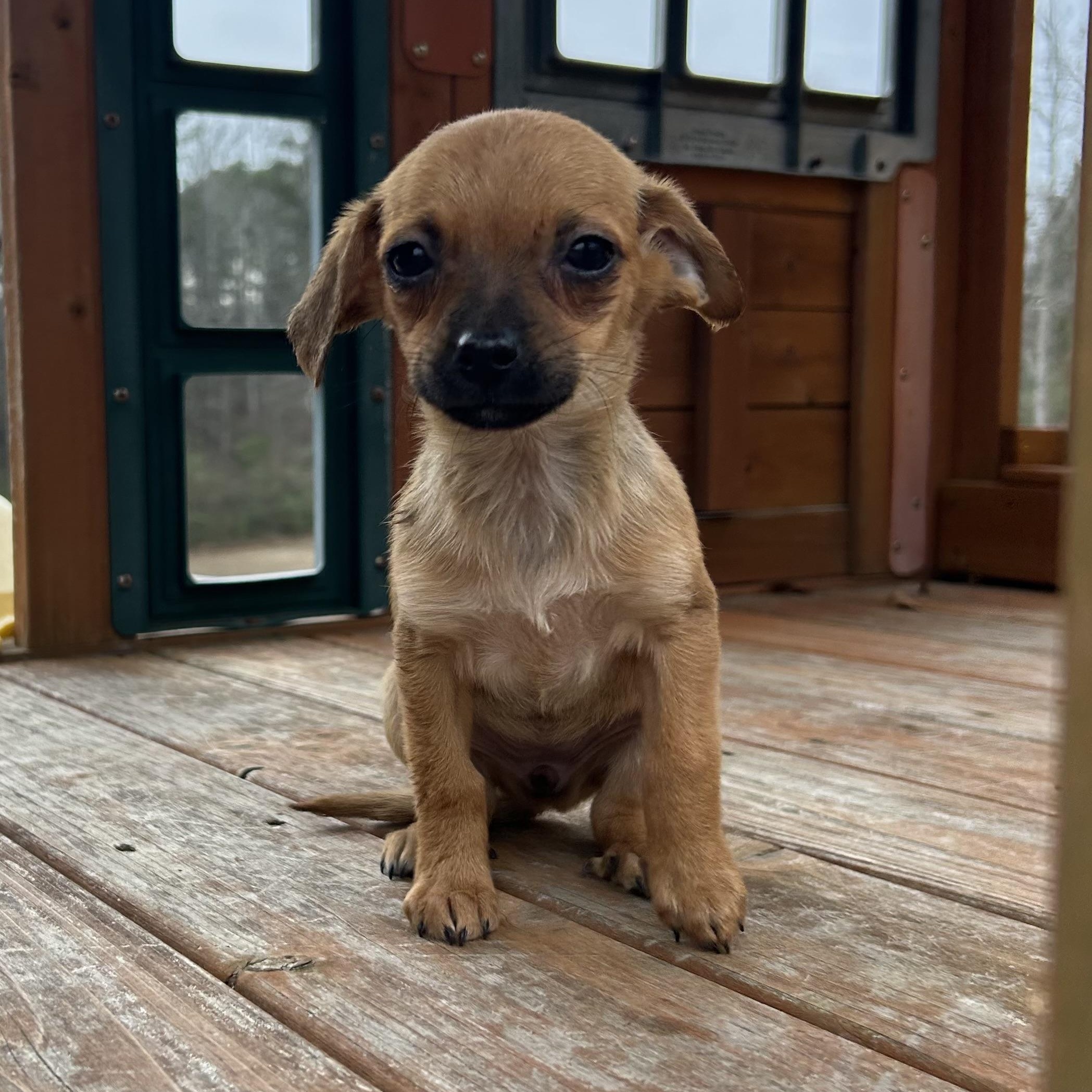 Enlarge Honey, a hold Chihuahua in Roanoke, VA image 2/6