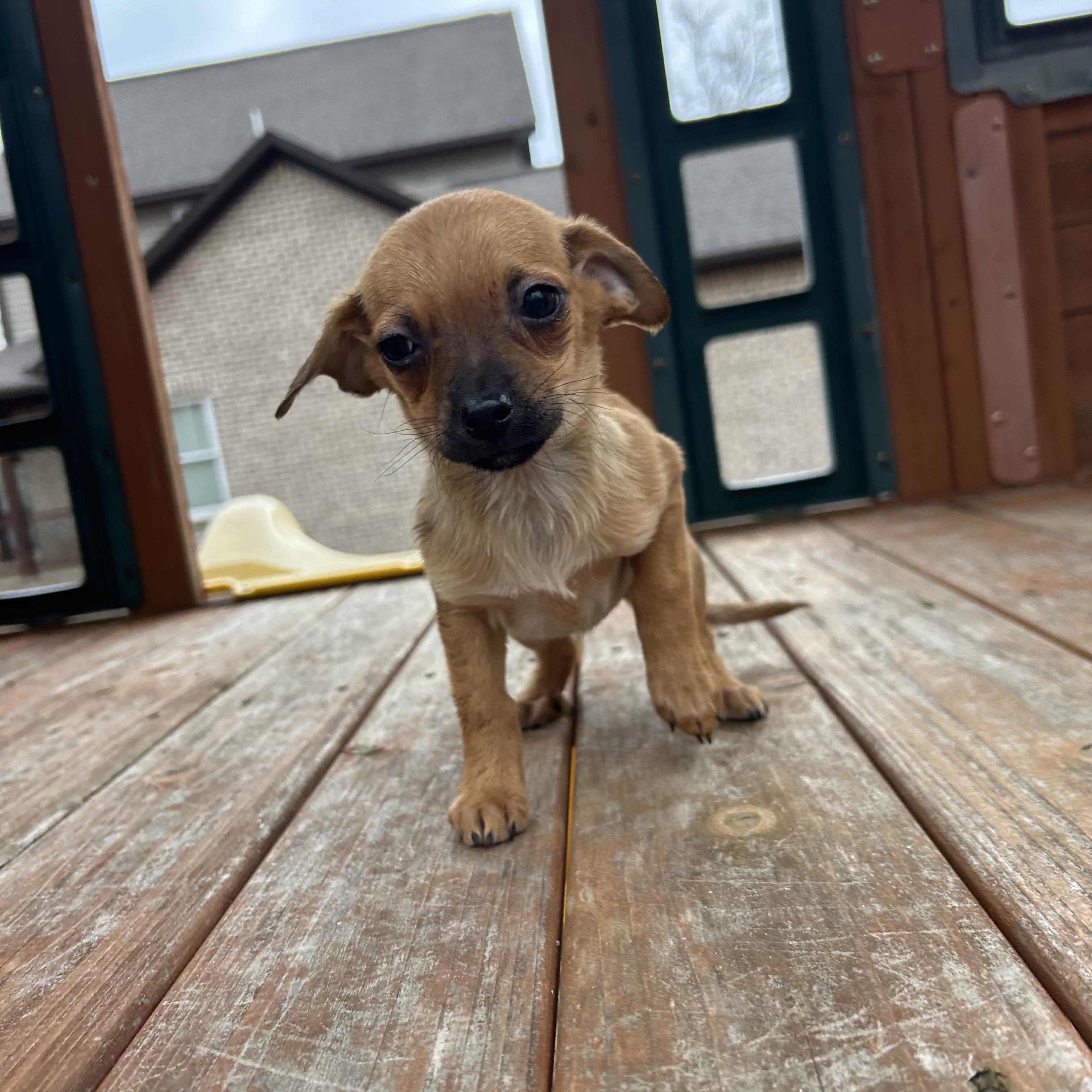 Enlarge Honey, a hold Chihuahua in Roanoke, VA image 3/6