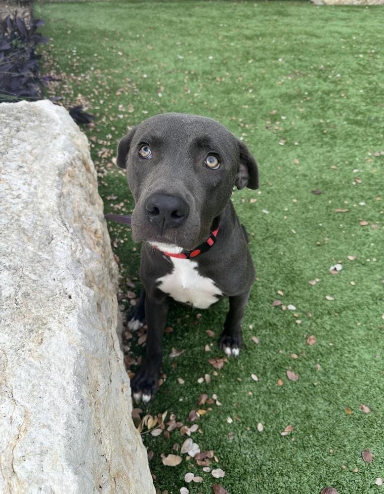 Chester, Adoptable, Young Male American Staffordshire Terrier & Pit Bull Terrier.