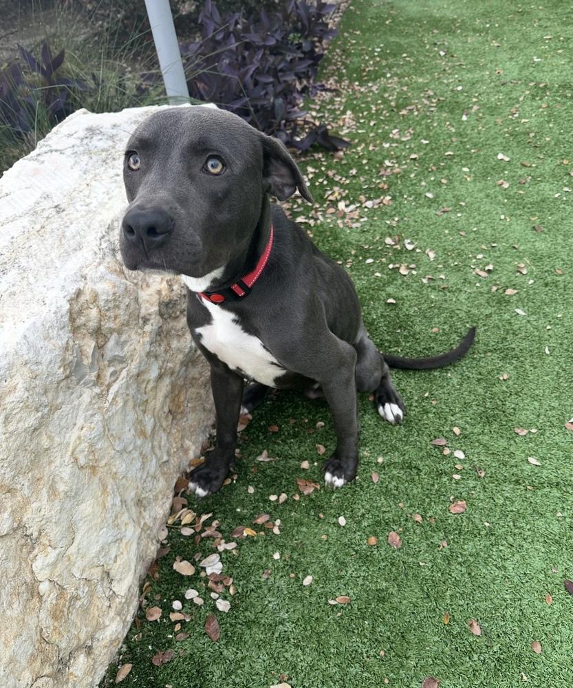 Enlarge Chester, a Adoptable mixed breed in Denver, CO image 2/6