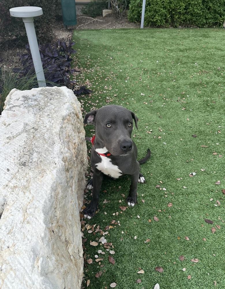 Enlarge Chester, a Adoptable mixed breed in Denver, CO image 3/6