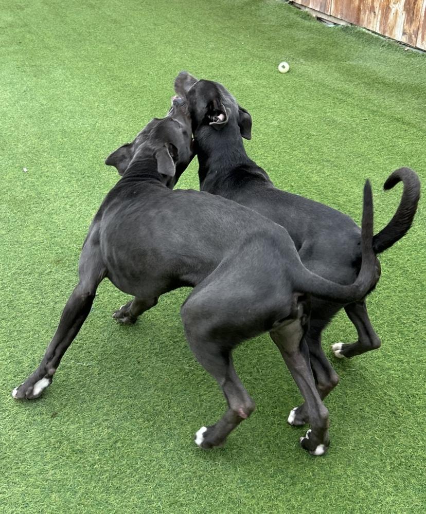 Enlarge Chester, a Adoptable mixed breed in Denver, CO image 4/6