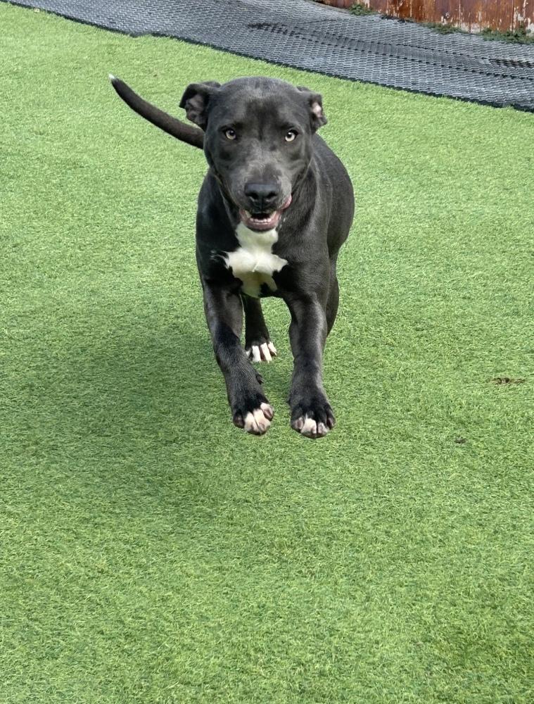 Enlarge Chester, a Adoptable mixed breed in Denver, CO image 5/6