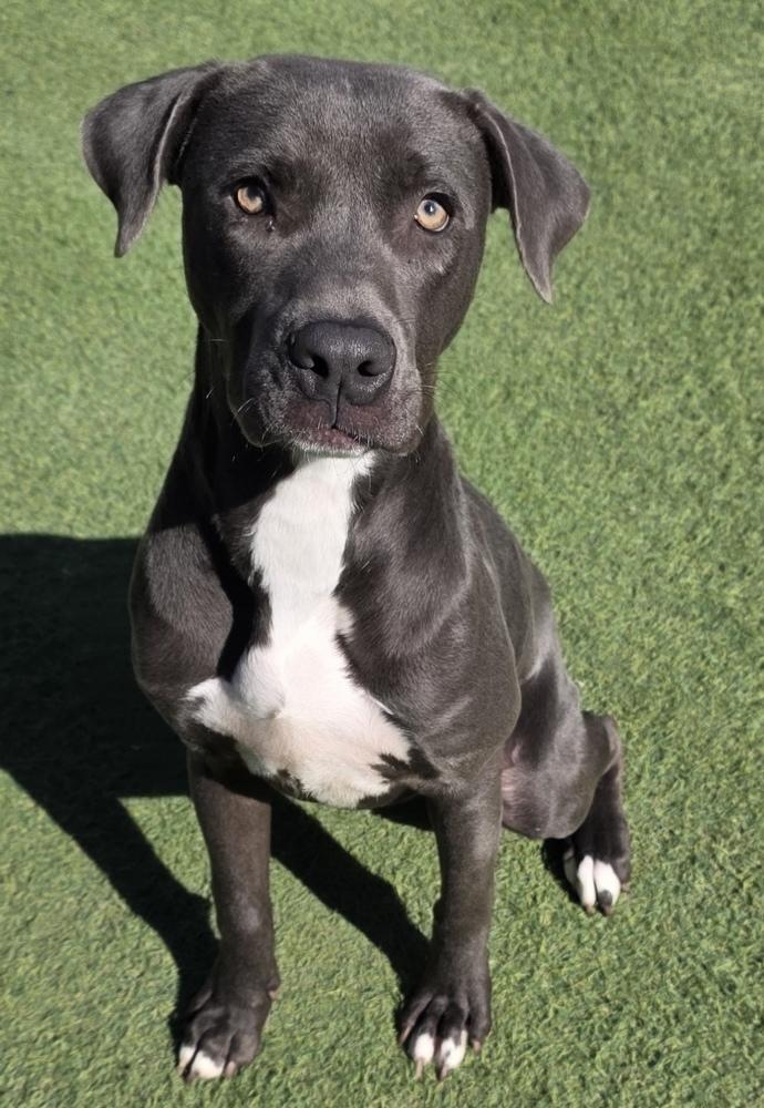 Enlarge Chester, a Adoptable mixed breed in Denver, CO image 6/6