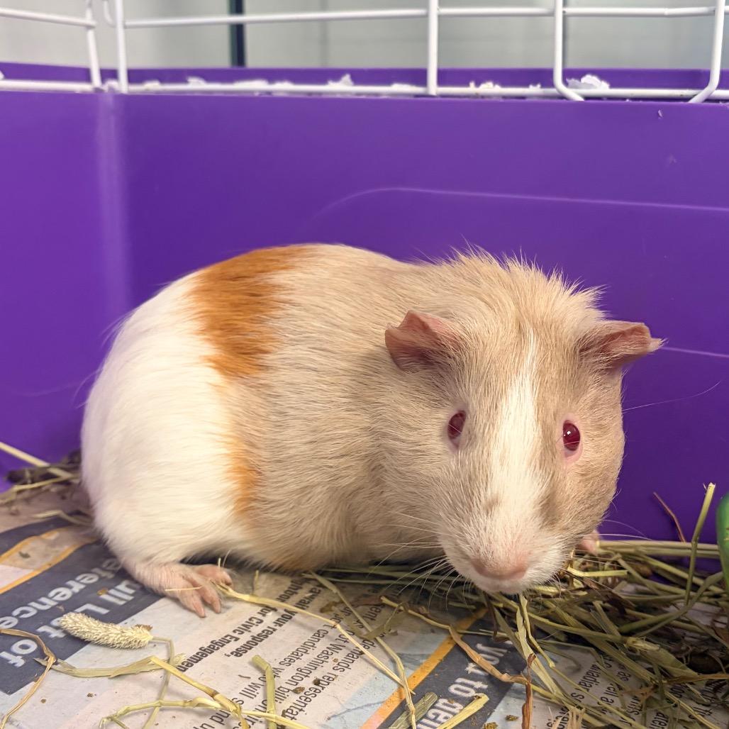 Erling, a Adoptable Guinea Pig in Watertown, NY image 1/2