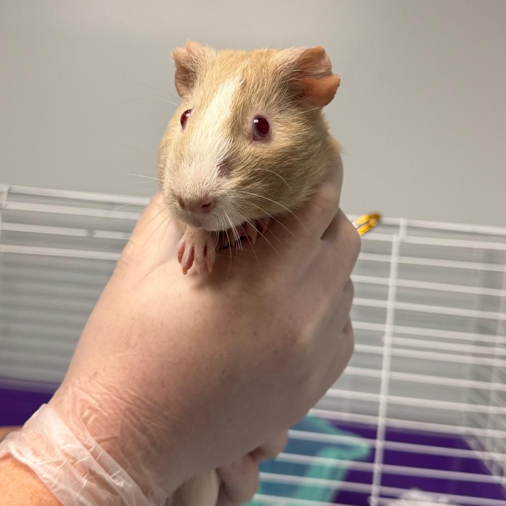 Erling, a Adoptable Guinea Pig in Watertown, NY image 2/2