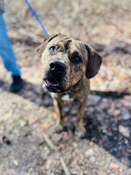 Enlarge Sam, a Adoptable mixed breed in Wantagh, NY image 1/3