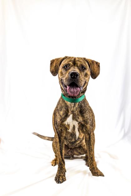 Enlarge Sam, a Adoptable mixed breed in Wantagh, NY image 2/3