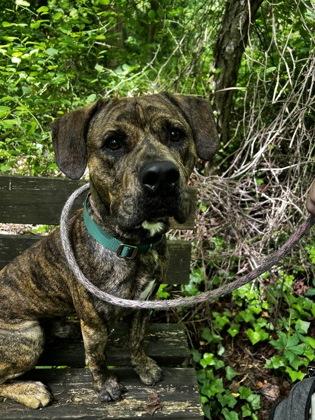 Enlarge Sam, a Adoptable mixed breed in Wantagh, NY image 3/3