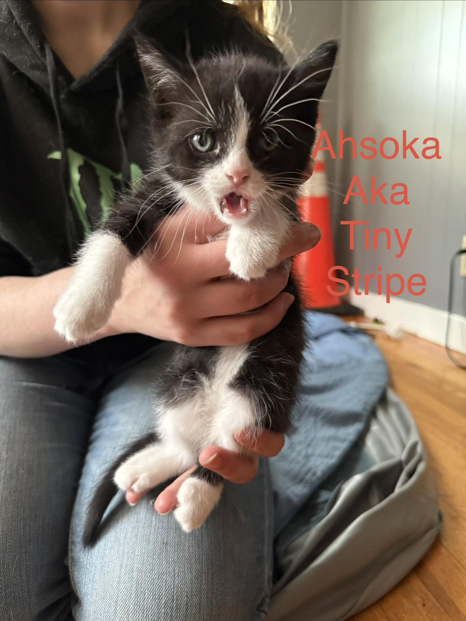 Enlarge Ahsoka, an adopted Domestic Short Hair in Springfield, MA image 1/1